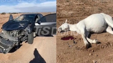 VIDEO: Una pareja jachallera atropelló a un caballo y se salvó de milagro