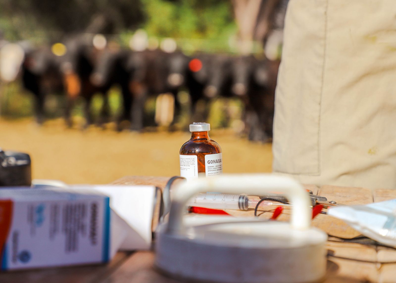 Jáchal avanza con la segunda etapa de inseminación artificial para pequeños productores